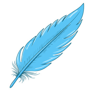 Light blue quill pen feather drawing with detailed texture and soft downy barbules
