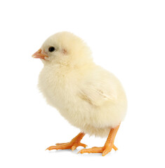 Obraz premium Cute little chick on white background