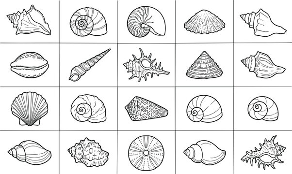Seashells collection with various marine shells spiral conch scallop and ocean beach elements representing coastal nature and marine life illustration set