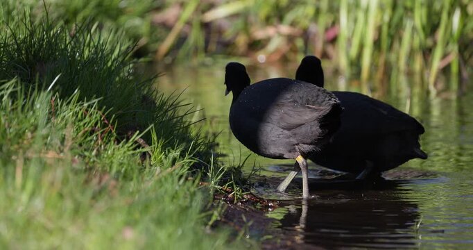 Two Eurasian coots grazing on fresh grass at the edge of a pond in spring, natural wildlife behavior, slow motion