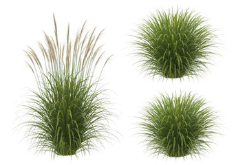 Obraz premium Three clusters of ornamental grass growing in a natural setting
