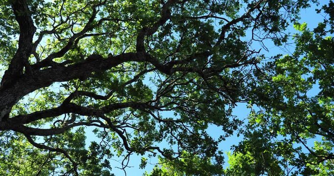 Trunk of oak against the blue shy during the Spring season. France