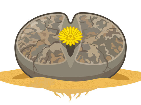 Lithops living stone succulent with yellow flower on sand ground