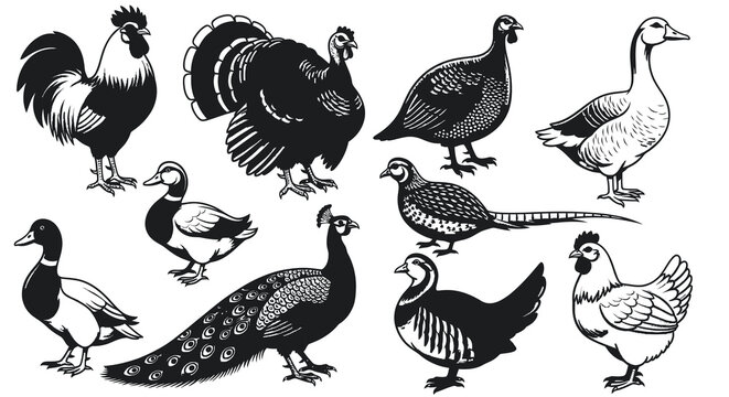 Poultry Birds and Domestic Farm Animals Illustration Set