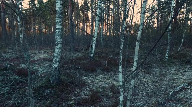 morning in the forest