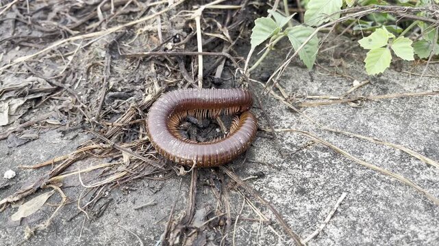 Coiled Rusty Millipede on Natural Ground