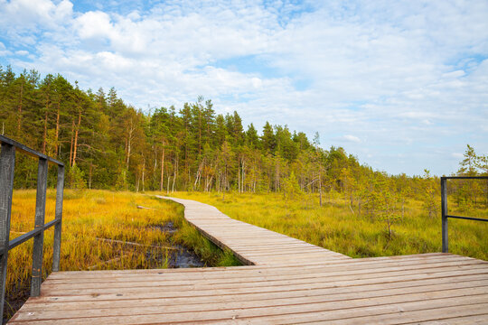 Wooden boardwalk winding through a swamp and forest. Eco trail path for nature walking and hiking. Outdoor observation platform in a wilderness park, landscape perspective concept.