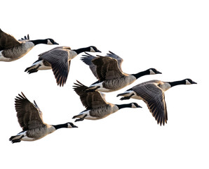 Obraz premium Isolated Cluster of realistic migratory geese with detailed feather textures in white, bl