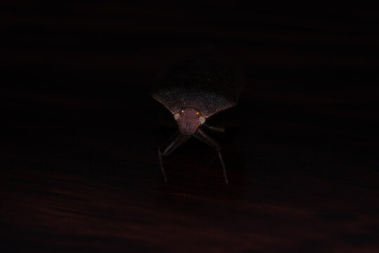 Dramatic low-key macro shot of a brown stink bug emerging from shadows, highlighting its detailed head and shield-like body against a black background.