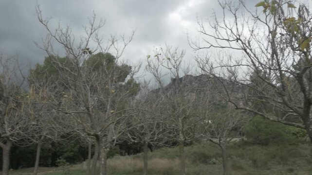 Trees left grass jib pan branches dry winter day sky overcast mountain nature