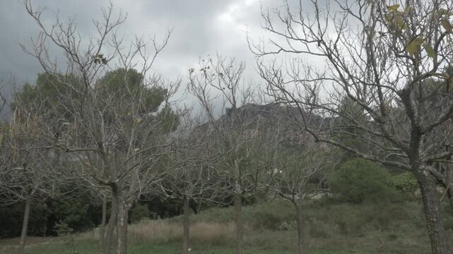 Trees right grass jib pan branches dry winter day sky overcast mountain nature 2