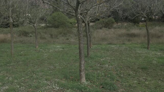 Trees up grass jib traveling branches dry winter day overcast mountain nature
