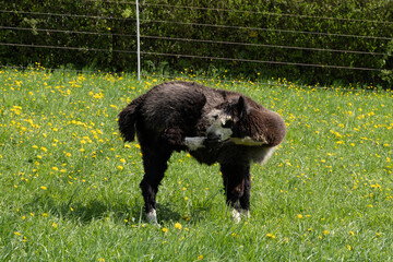 Fototapeta premium alpaka tier natur lama putzen