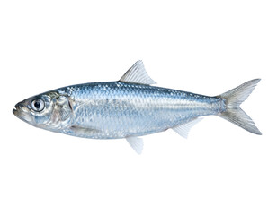 Fototapeta premium Isolated Silver fish with iridescent scales reflecting cool blue and white tones, streaml