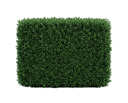 Isolated Ornamental green boxwood shrub with tightly packed small oval leaves, deep fores