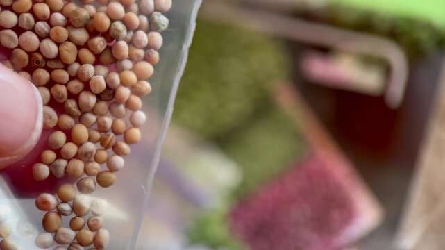A person's hand holds a transparent sachet of plant seeds, showing the texture and quality of the product against a bokeh background of growing microgreens.