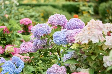 Obraz premium Colorful hydrangea blooms in lush garden under soft daylight