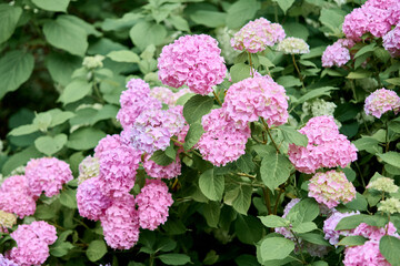 Fototapeta premium Vibrant pink hydrangea blossoms flourishing in lush green garden