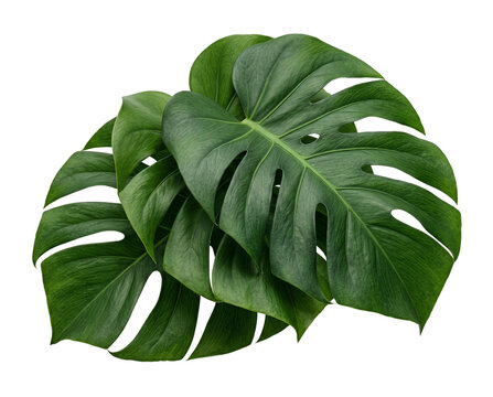 Isolated Monstera leaf cluster with three overlapping leaves in varying shades of jungle