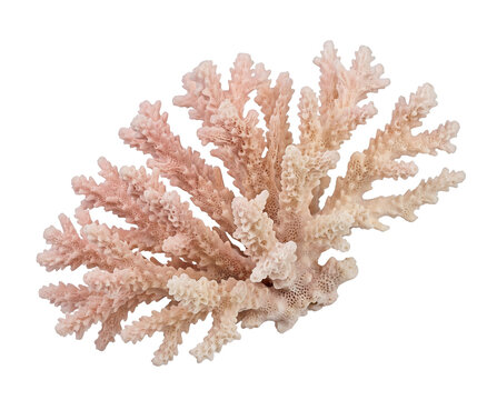 Isolated Delicate branching coral specimen with pale pink and cream coloring, organic ske
