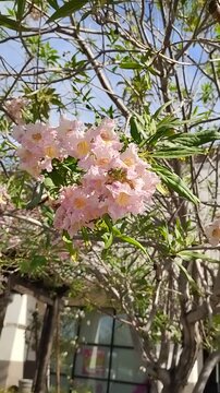 Nice Pink Flowers