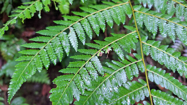 Close up of Green Fern Fronds with Tiny Plantlets Growing on Leaves