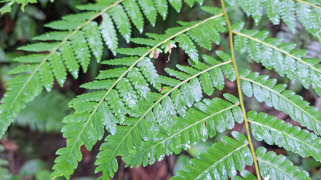 Close up of Green Fern Fronds with Tiny Plantlets Growing on Leaves