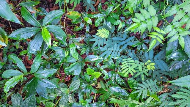 Top View of Vibrant Jungle Ground Cover Featuring Wild Costus and Fern Leaves