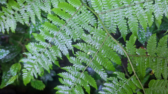 Close up of Green Fern Fronds with Tiny Plantlets Growing on Leaves