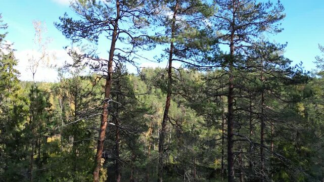 A captivating aerial view of Nuuksio National Park in Espoo, Finland, showcasing tall pine trees reaching up to a clear blue sky, highlighting the beauty of the Finnish forest landscape.
