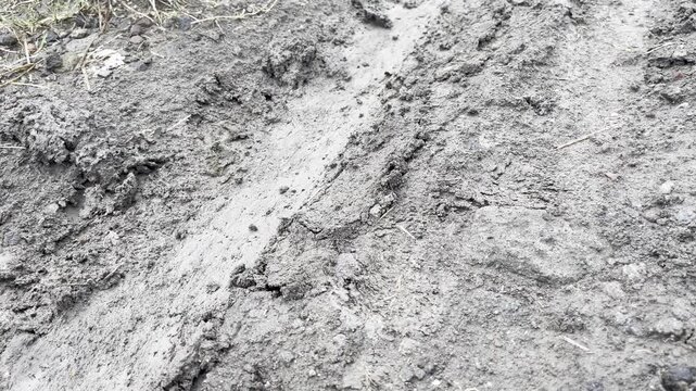 Deep Motorcycle Tire Tracks in Wet Mud
