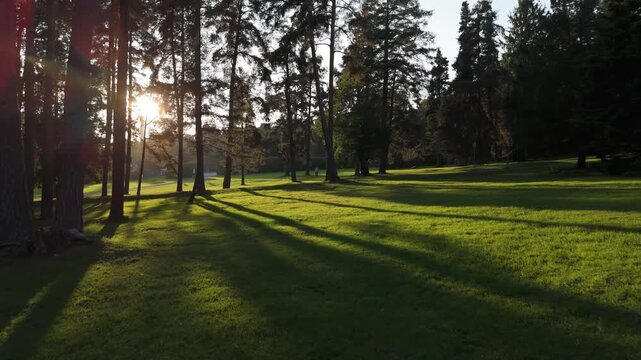 Sunlit forest clearing in Nuuksio National Park Espoo Finland with tall trees casting long shadows, warm evening light creating peaceful natural outdoor scene