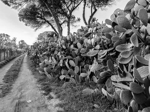 A large and dense series of prickly pear plants (Opuntia ficus-indica), a succulent and arboreal cactus native to Mexico, naturalized in the Mediterranean basin.