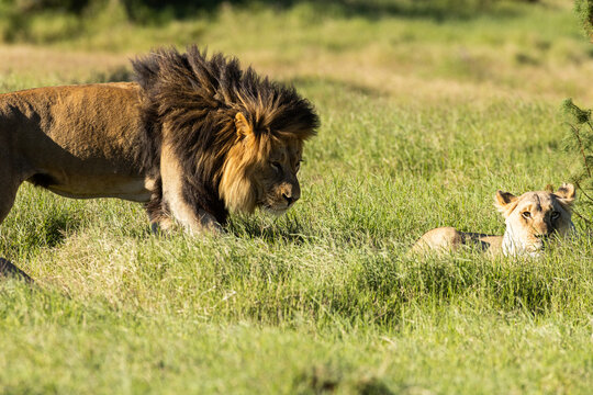 African lion and lioness, South Africa