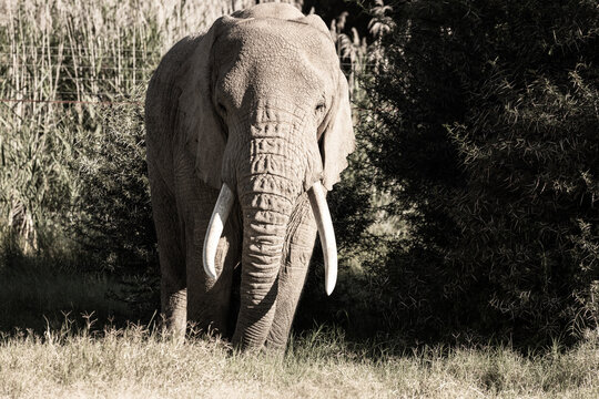 African elephant, South Africa