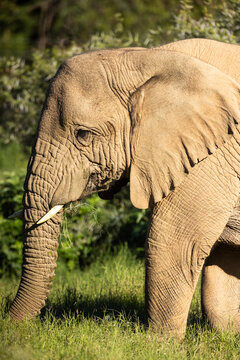 African elephant, South Africa