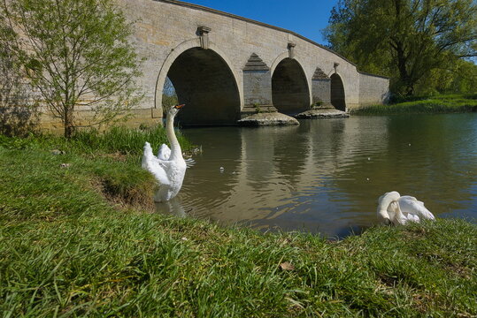 Ferry Meadows Country Park, Peterborough, England, UK - April 23 2026: Swans cleaning at the river bank by the Nene Park bridge on a spring afternoon