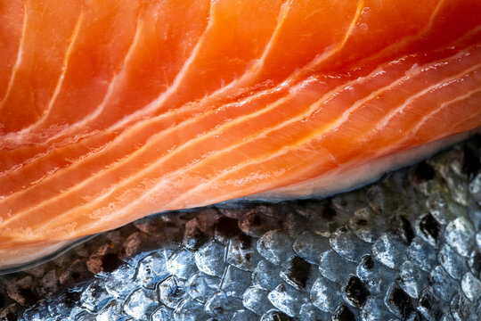 Fresh Raw Salmon Fillet Macro Texture with Skin Detail Close Up