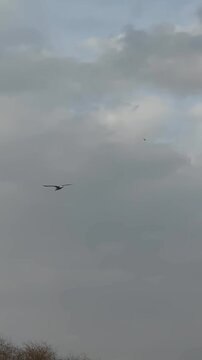 Seagull flying across the sky
