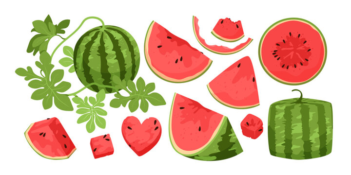 Juicy watermelon slices, whole round and square fruits, leaves, and heart-shaped pieces arranged in a colorful, appetizing summer food set isolated on white background vector illustration