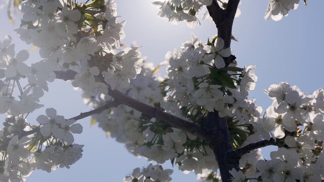 Cherry blossoms in the rays of the sun.