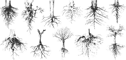 Detailed hand drawn tree roots and trunks sketch collection in vintage engraved style vector illustration. © Song Long