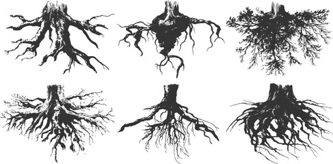Detailed hand drawn tree roots and trunks sketch collection in vintage engraved style vector illustration. © Song Long