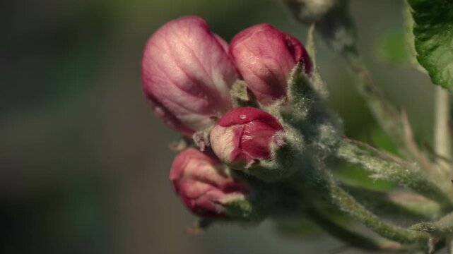 Unblown peach buds.