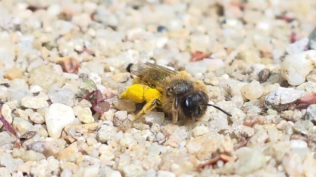 

Sequence 02_Pollen-covered mining bee searching for nest entrance on sandy ground

