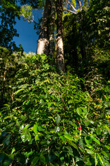 Fototapeta premium Lush green coffee plants thriving under the shade of tall trees on a sustainable coffee farm in the mountainous region of Boquete, Chiriqui, Panama - stock photo