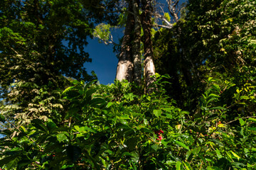 Fototapeta premium Lush green coffee plants thriving on a farm in Boquete, Chiriqui, Panama, with some ripening red berries visible among the leaves against a vibrant blue sky - stock photo