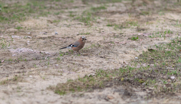 A jay walks on the ground with twigs in its beak.