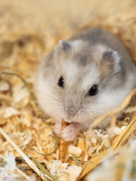 Adorable Dsungarian dwarf hamster enjoy eating a dried mealworm snack on natural wood bedding, showcasing healthy protein-rich diet and natural foraging behavior of domestic rodents.