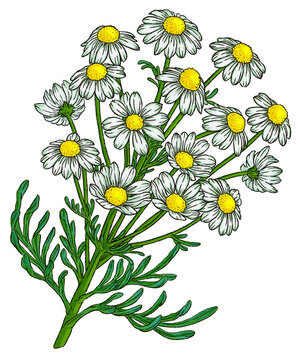 Digital drawing of chamomile flower leaves branch isolated transparent background